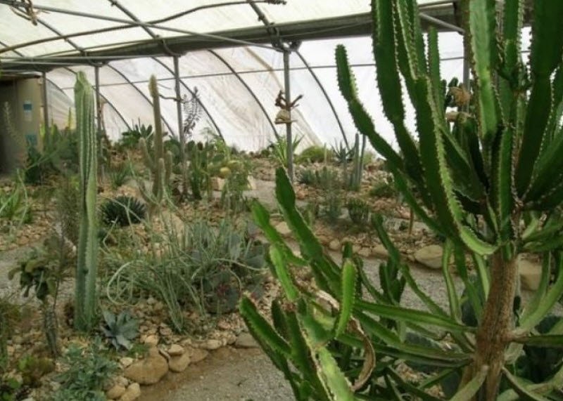 Cactuseraie ESCAÏRE FIGUE, Montolieu, France, France